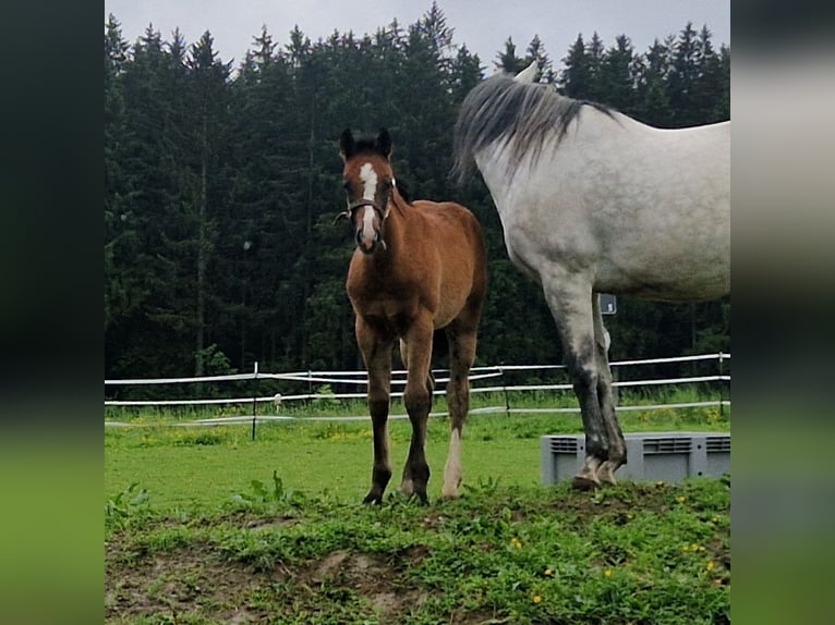 Paint Horse Croisé Jument Poulain (03/2024) 158 cm Gris in Memmingen