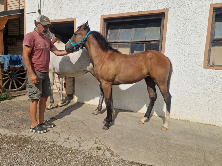 Paint Horse Croisé Jument Poulain (03/2024) 158 cm Gris in Memmingen