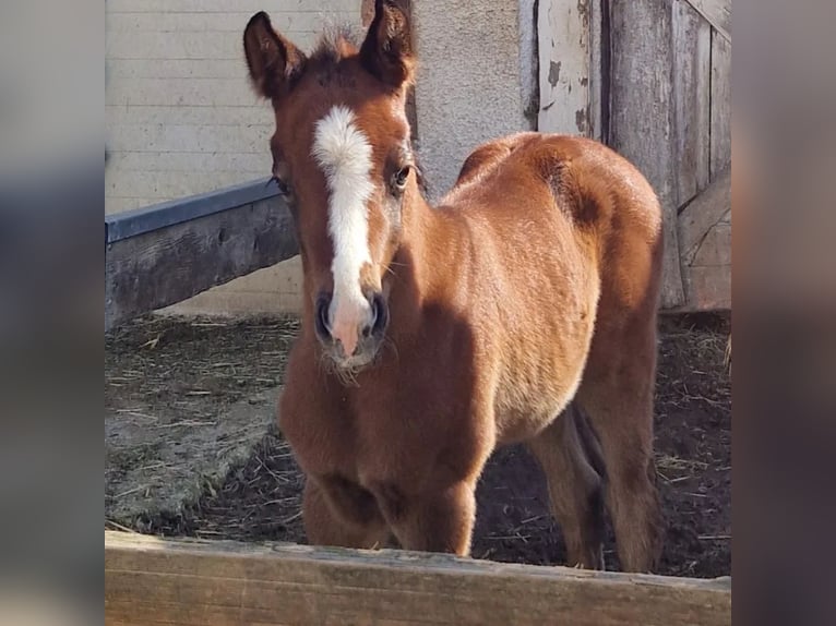 Paint Horse Croisé Jument Poulain (03/2024) 158 cm Gris in Memmingen