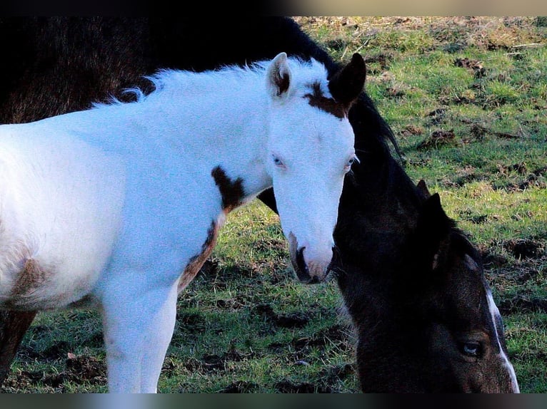 Paint Horse Jument  158 cm Tovero-toutes couleurs in Hattingen