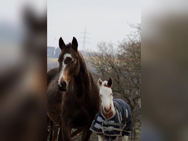 Paint Horse Jument  158 cm Tovero-toutes couleurs in Hattingen