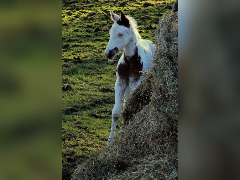 Paint Horse Jument  158 cm Tovero-toutes couleurs in Hattingen