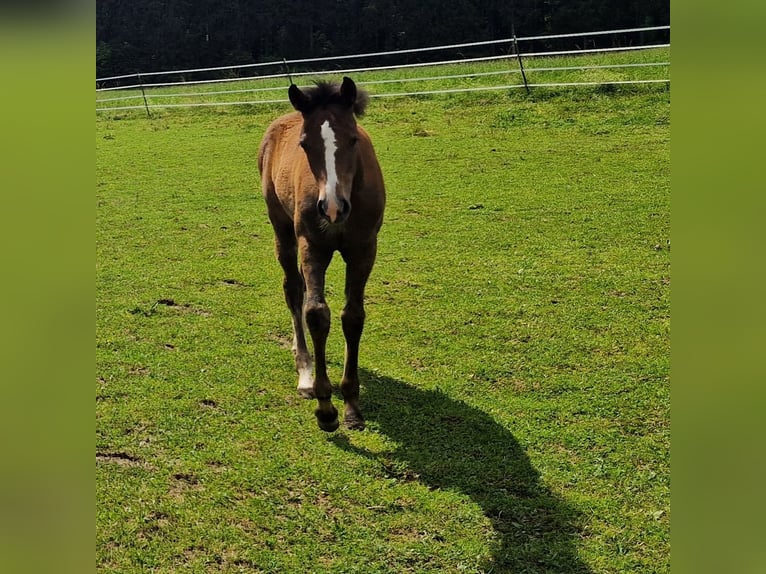 Paint Horse Croisé Jument Poulain (03/2024) 160 cm Gris in Memmingen