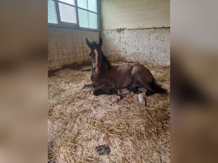 Paint Horse Croisé Jument Poulain (03/2024) 160 cm Gris in Memmingen