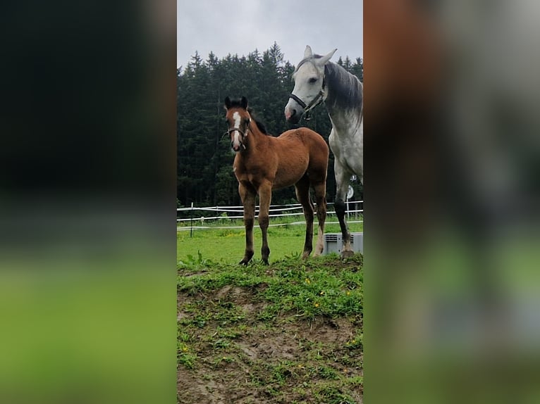 Paint Horse Croisé Jument Poulain (03/2024) 160 cm Gris in Memmingen