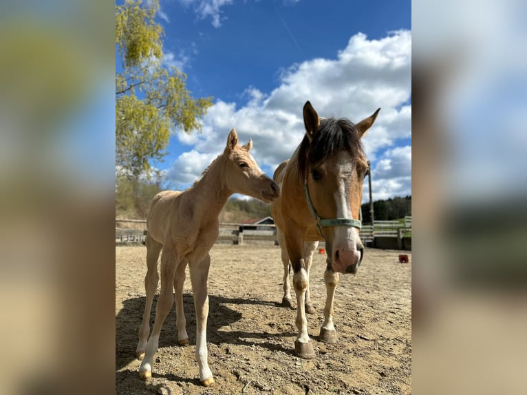 Paint Horse Jument Poulain (03/2024) 160 cm Palomino in Rohrdorf