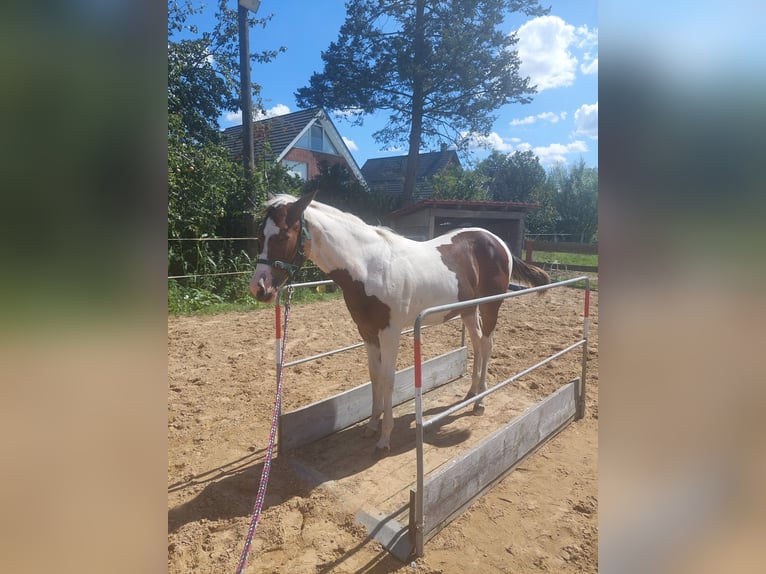 Paint Horse Jument Poulain (01/2024) 161 cm Tobiano-toutes couleurs in Münster