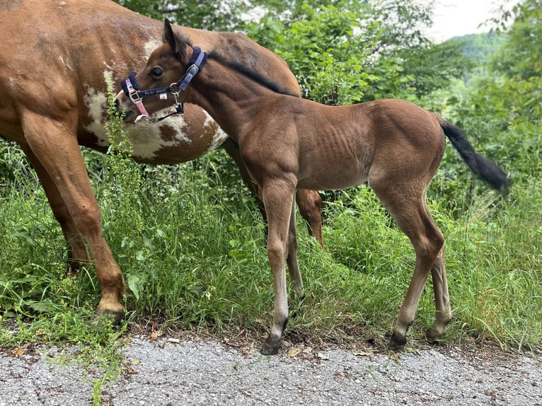 Paint Horse Jument  Bai in Grimacco