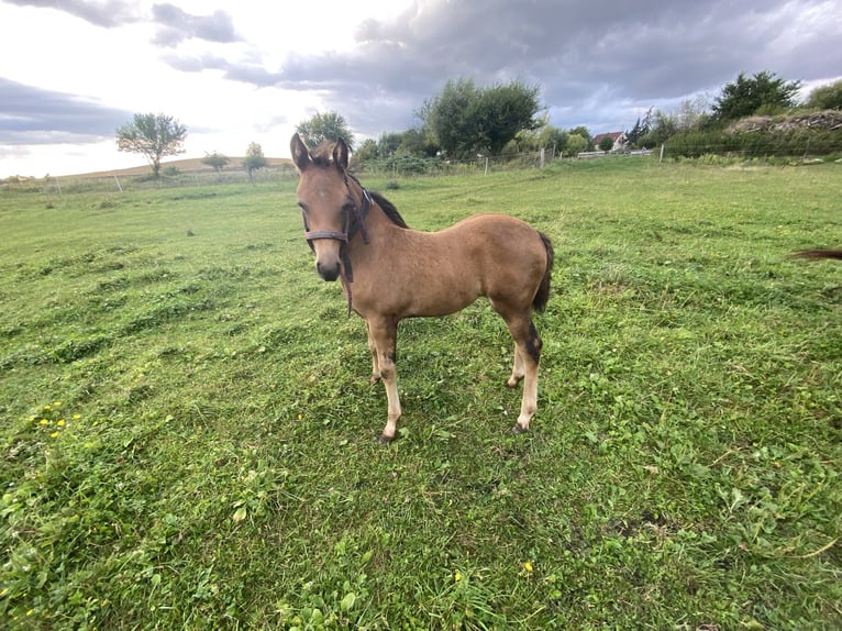 Paint Horse Croisé Jument Poulain (03/2024) Buckskin in Schwedt/Oder