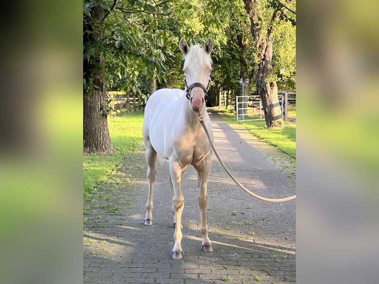 Paint Horse Jument Poulain (03/2024) Cremello in Dinslaken