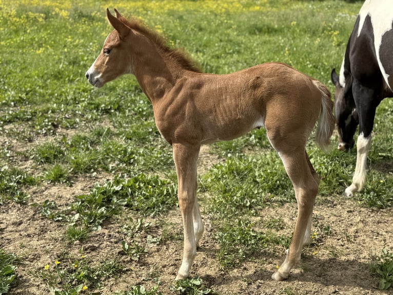 Paint Horse Jument  Overo-toutes couleurs in Thodure