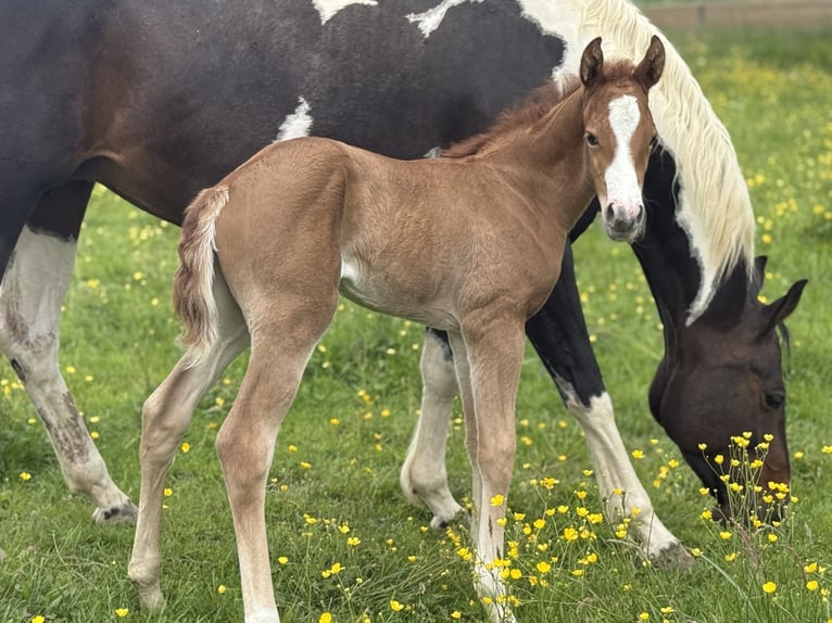 Paint Horse Jument  Overo-toutes couleurs in Thodure