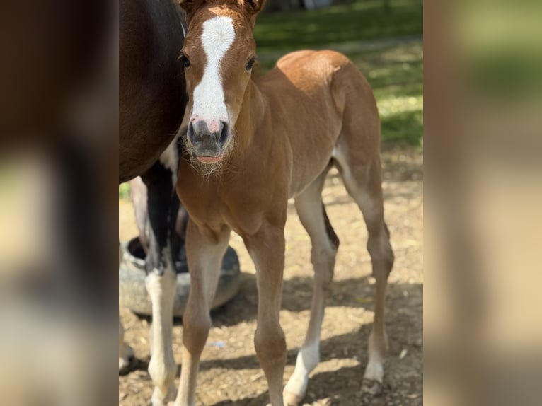 Paint Horse Jument  Overo-toutes couleurs in Thodure