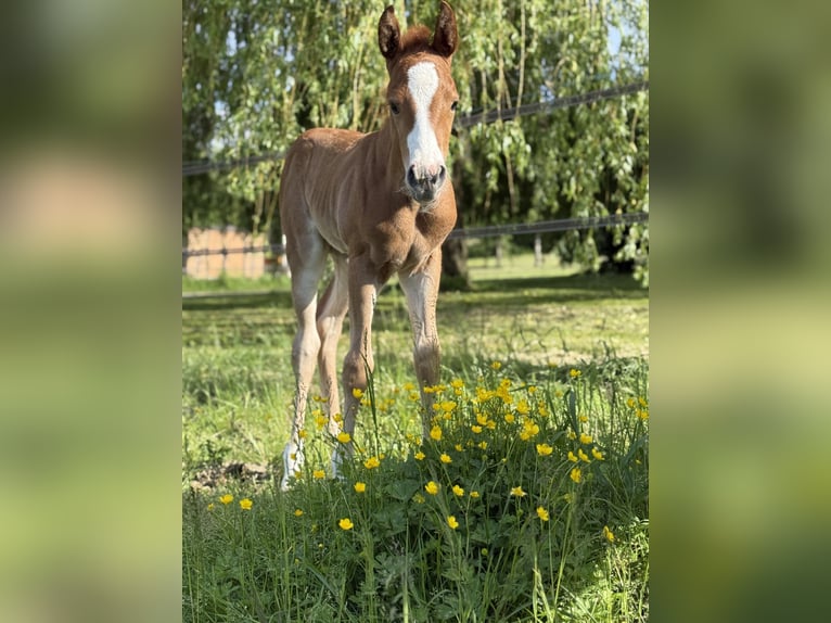Paint Horse Jument  Overo-toutes couleurs in Thodure