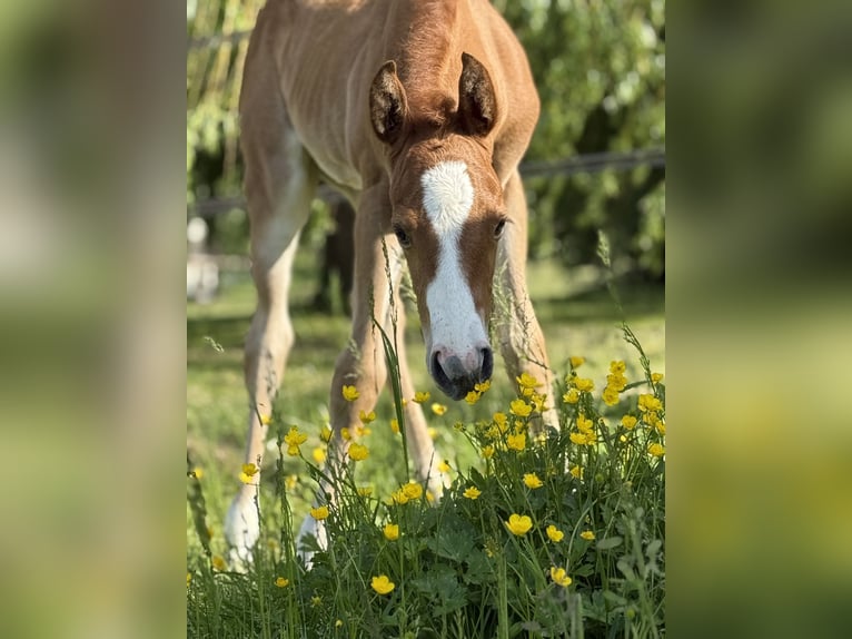 Paint Horse Jument  Overo-toutes couleurs in Thodure