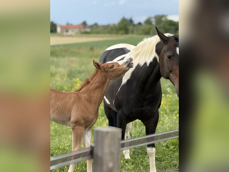 Paint Horse Jument  Overo-toutes couleurs in Thodure