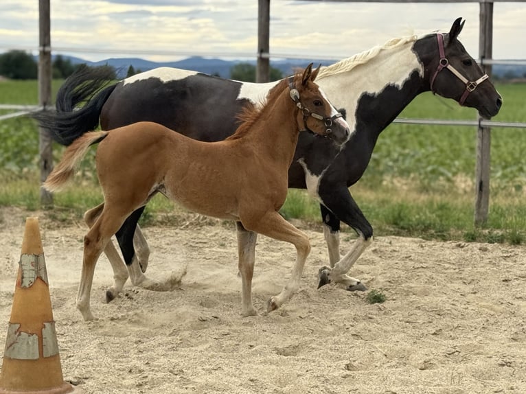 Paint Horse Jument Poulain (05/2025) Overo-toutes couleurs in Thodure Paint Horse Jument Poulain (05/2025) Overo-toutes couleurs in Thodure