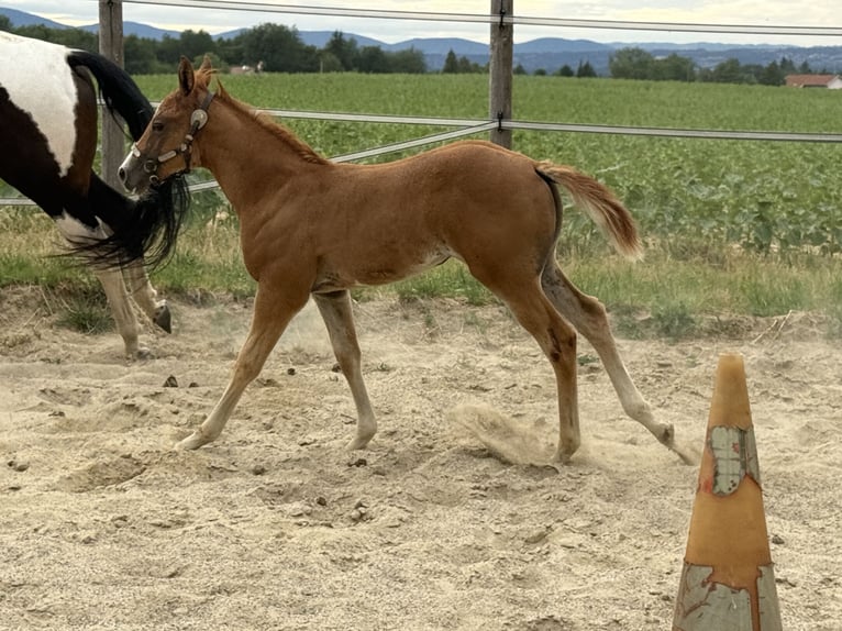 Paint Horse Jument Poulain (05/2025) Overo-toutes couleurs in Thodure Paint Horse Jument Poulain (05/2025) Overo-toutes couleurs in Thodure