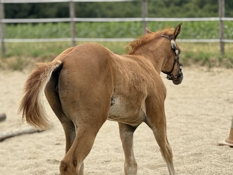 Paint Horse Jument Poulain (05/2025) Overo-toutes couleurs in Thodure Paint Horse Jument Poulain (05/2025) Overo-toutes couleurs in Thodure