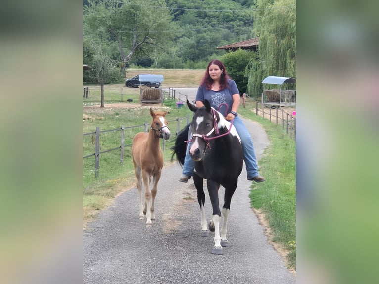 Paint Horse Jument Poulain (05/2025) Overo-toutes couleurs in Thodure Paint Horse Jument Poulain (05/2025) Overo-toutes couleurs in Thodure