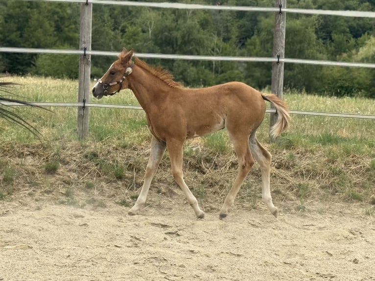 Paint Horse Jument Poulain (05/2025) Overo-toutes couleurs in Thodure Paint Horse Jument Poulain (05/2025) Overo-toutes couleurs in Thodure