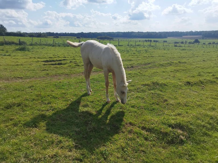 Paint Horse Jument Poulain (01/2024) Palomino in thilleux