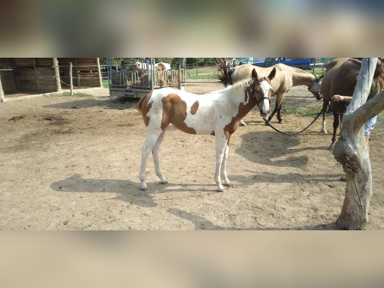 Paint Horse Jument Poulain (04/2024) Tobiano-toutes couleurs in Incisa Scapaccino