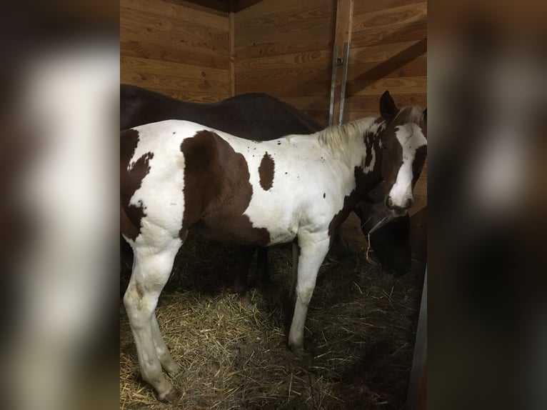 Paint Horse Jument Poulain (04/2024) Tobiano-toutes couleurs in Incisa Scapaccino