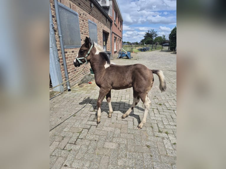 Paint Horse Jument Poulain (04/2024) Tobiano-toutes couleurs in herenthout