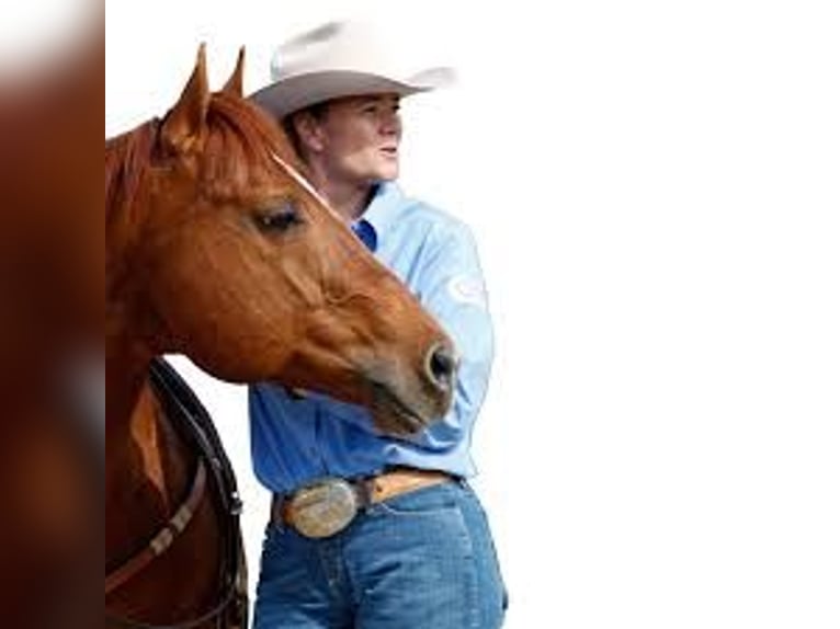 Paint Horse Jument Poulain (07/2025) in Dreisbach