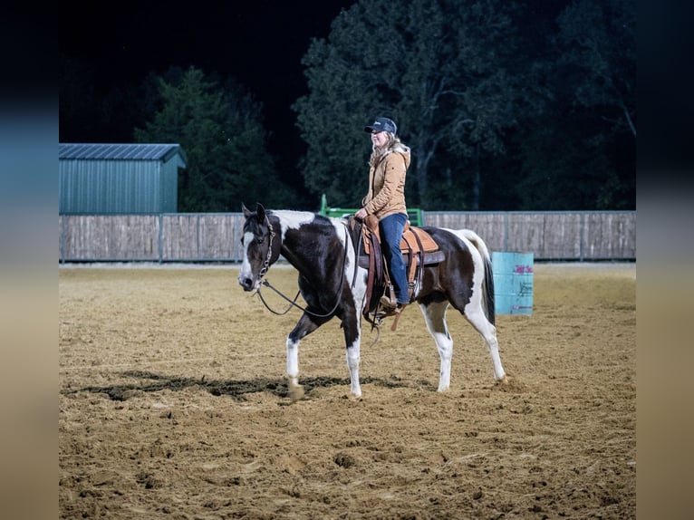 Paint Horse Klacz 10 lat 150 cm Gniada in Kaufman