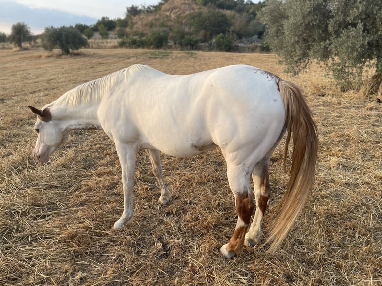 Paint Horse Klacz 10 lat 158 cm Overo wszelkich maści in Chiaramonte Gulfi