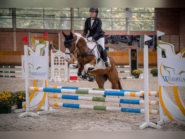 Paint Horse Klacz 10 lat 160 cm Tobiano wszelkich maści in Elsdorf