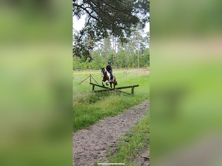 Paint Horse Klacz 10 lat 160 cm Tobiano wszelkich maści in Elsdorf