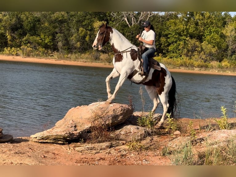 Paint Horse Klacz 10 lat 163 cm Srokata in Weatherford