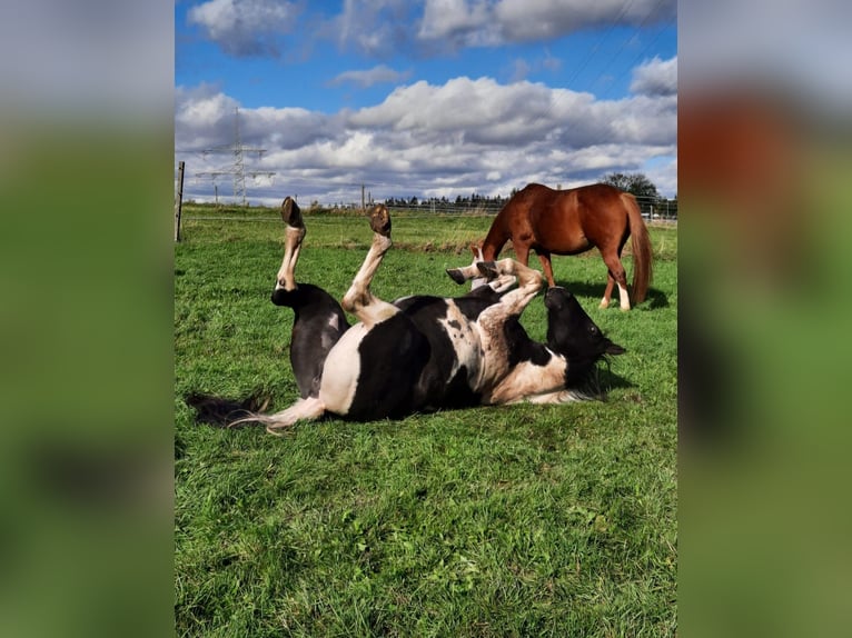 Paint Horse Klacz 11 lat 150 cm Tobiano wszelkich maści in Elterlein