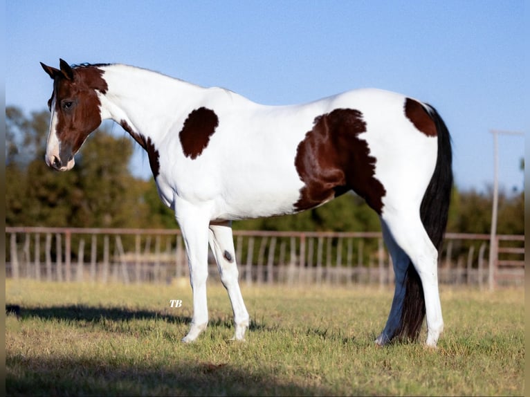 Paint Horse Klacz 11 lat 163 cm Srokata in Weatherford