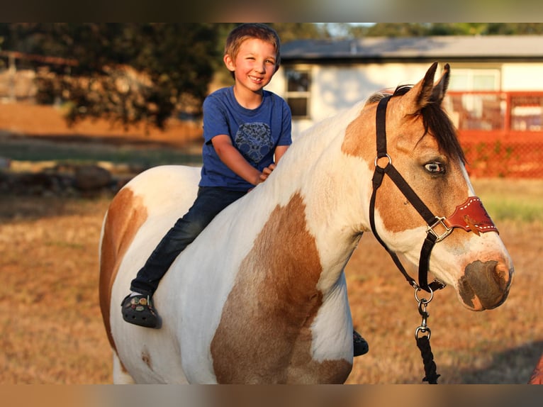 Paint Horse Klacz 12 lat 142 cm Jelenia in VALLEY SPRINGS, CA