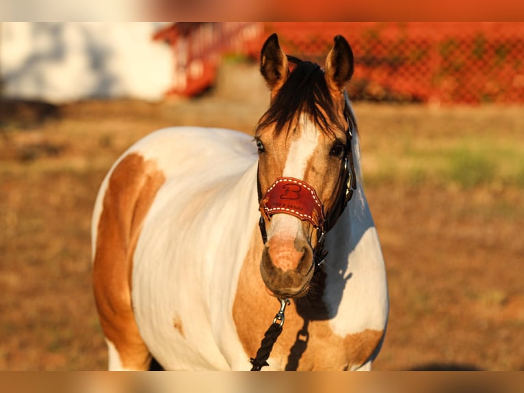 Paint Horse Klacz 12 lat 142 cm Jelenia in VALLEY SPRINGS, CA