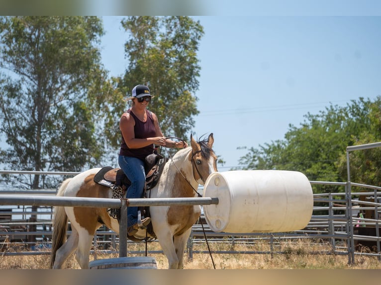 Paint Horse Klacz 12 lat 142 cm Jelenia in VALLEY SPRINGS, CA