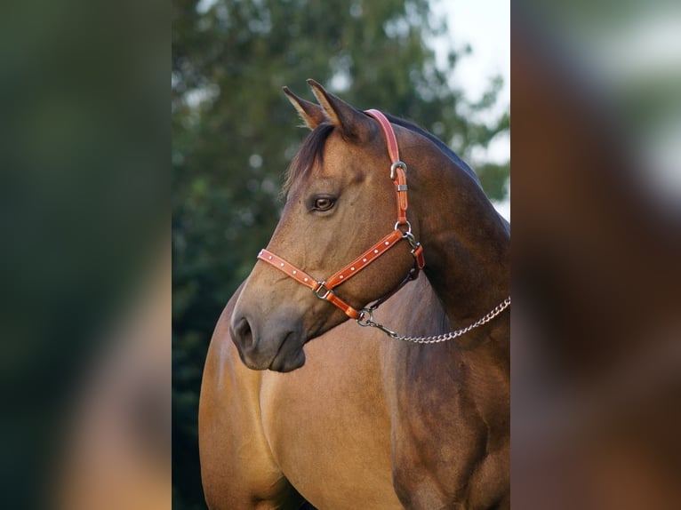 Paint Horse Klacz 12 lat 150 cm Bułana in Dreien