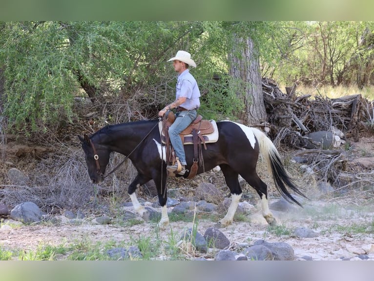Paint Horse Klacz 12 lat 150 cm Tobiano wszelkich maści in Camp Verde Az