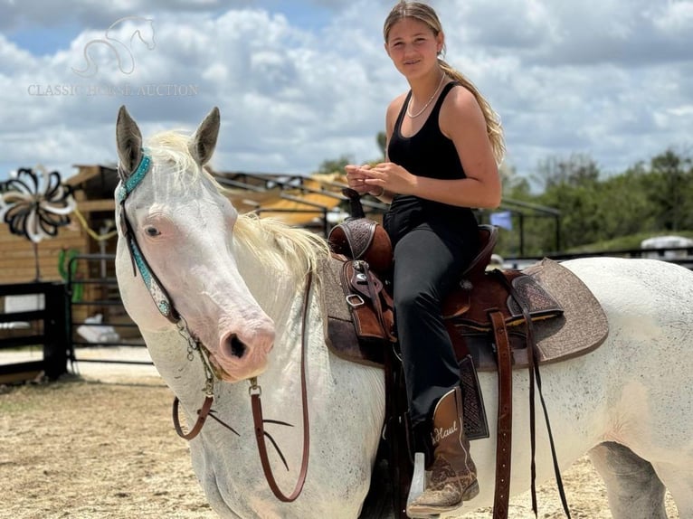 Paint Horse Klacz 13 lat 152 cm Siwa in Fort Pierce, FL