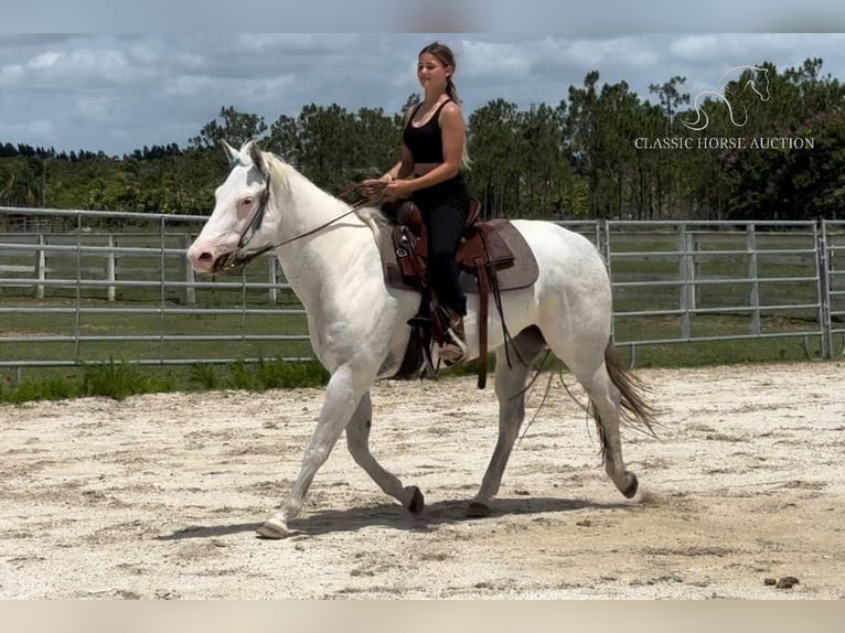 Paint Horse Klacz 13 lat 152 cm Siwa in Fort Pierce, FL