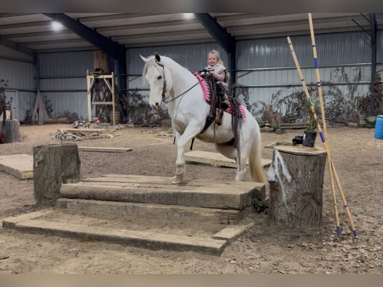 Paint Horse Klacz 13 lat 152 cm Siwa in Battle Creek, IA