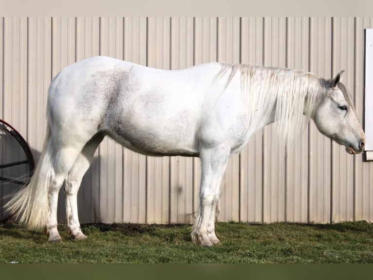 Paint Horse Klacz 13 lat 152 cm Siwa in Battle Creek, IA