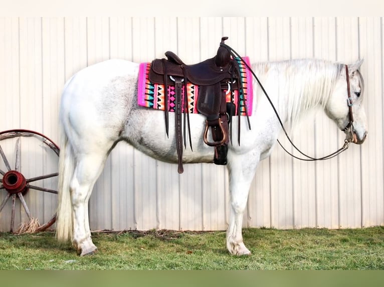 Paint Horse Klacz 13 lat 152 cm Siwa in Battle Creek, IA