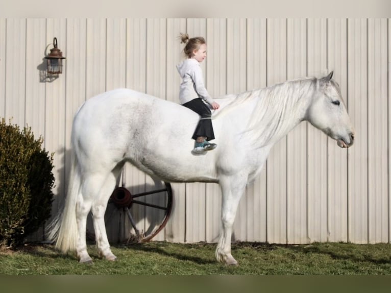 Paint Horse Klacz 13 lat 152 cm Siwa in Battle Creek, IA