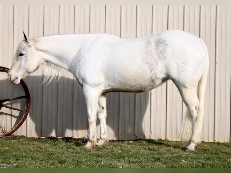 Paint Horse Klacz 13 lat 152 cm Siwa in Battle Creek, IA