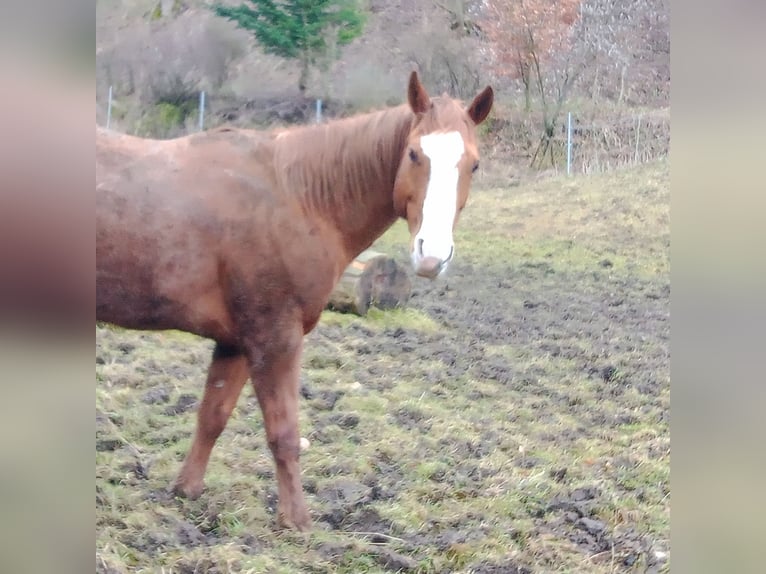 Paint Horse Mix Klacz 13 lat 152 cm Srokata in Laufbeuren